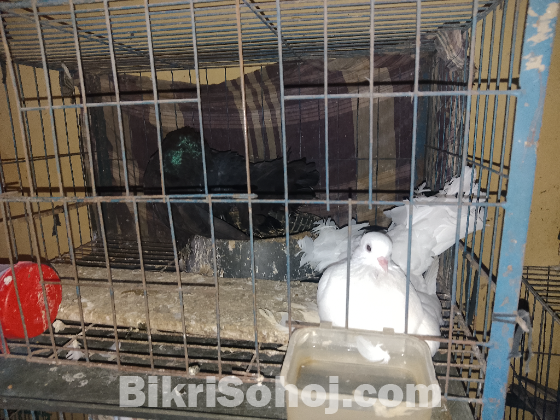 ময়ূরপঙ্খী কবুতর